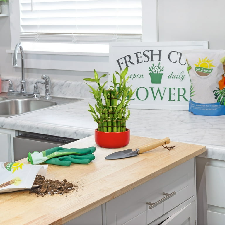 black raven zz plant price Black RAVEN ZZ PLANT 10in