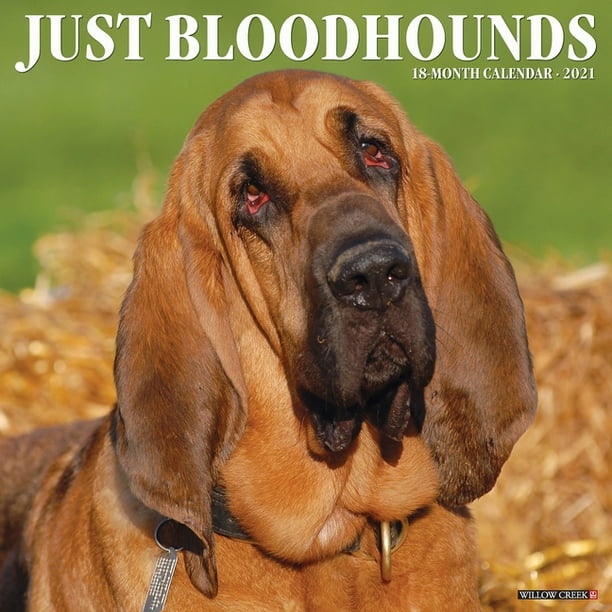 Just Bloodhounds 2021 Wall Calendar (Dog Breed Calendar) (Other