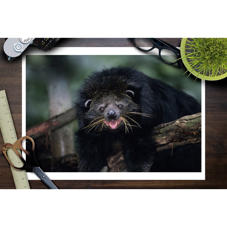 Bearcat Art