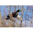thumbnail image 2 of Archer, Ken 32x23 White Modern Wood Framed Museum Art Print Titled - Mallard in Flight-wooded habitat, 2 of 4