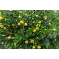 thumbnail image 4 of 20 Seeds COMMON CULINARY QUINCE Fruit Tree Cydonia Oblonga Flowering Shrubb, 4 of 11