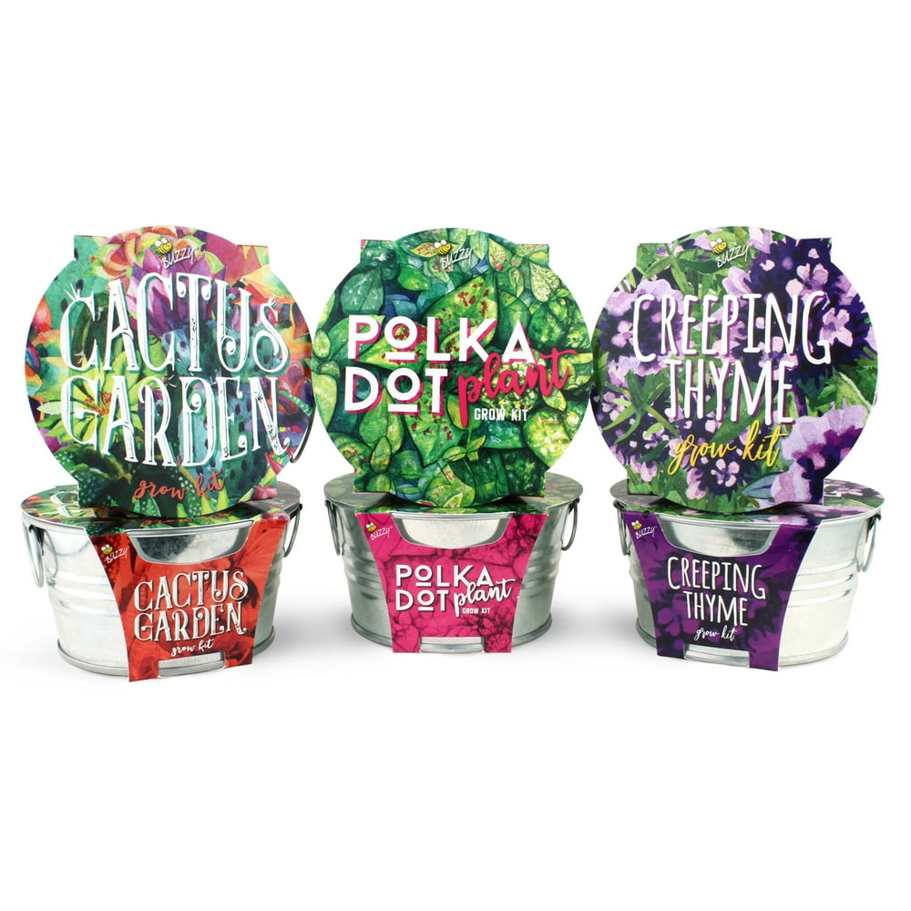 BUZZY Mini Basin Seed Grow Kit 3Pack Trio Assorted Plants Painted