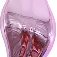thumbnail image 2 of Depiladora física de cristal para hombres y mujeres, herramientas de depilación corporal sin dolor Ndcxsfigh  Cuidado Belleza, 2 of 7