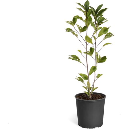 Brighter Blooms - Royal Star Magnolia Tree, 3-4 ft. - No Shipping To AZ,OR