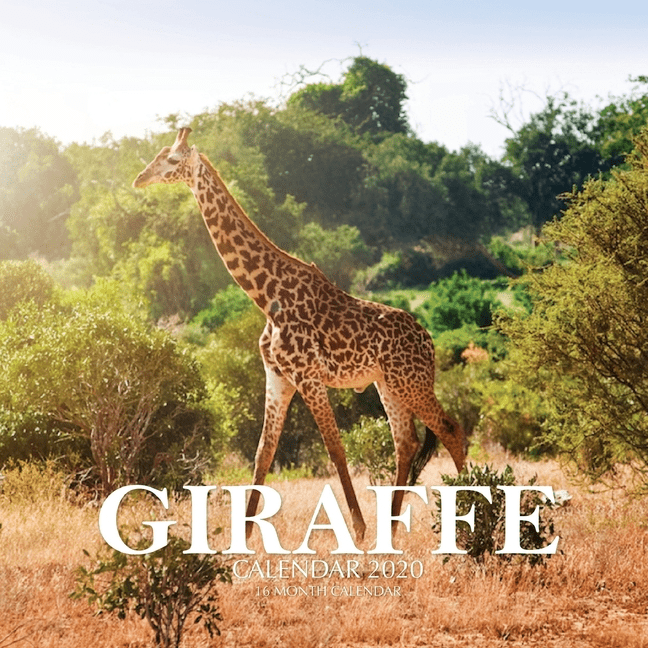 Giraffe Calendar 2020: 16 Month Calendar - Walmart.com - Walmart.com