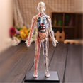 thumbnail image 3 of Baohd Modèle d'Organisation Interne pour l'Enseignement de l'Anatomie du Corps Humain Jouets d'Assemblage, 3 of 6