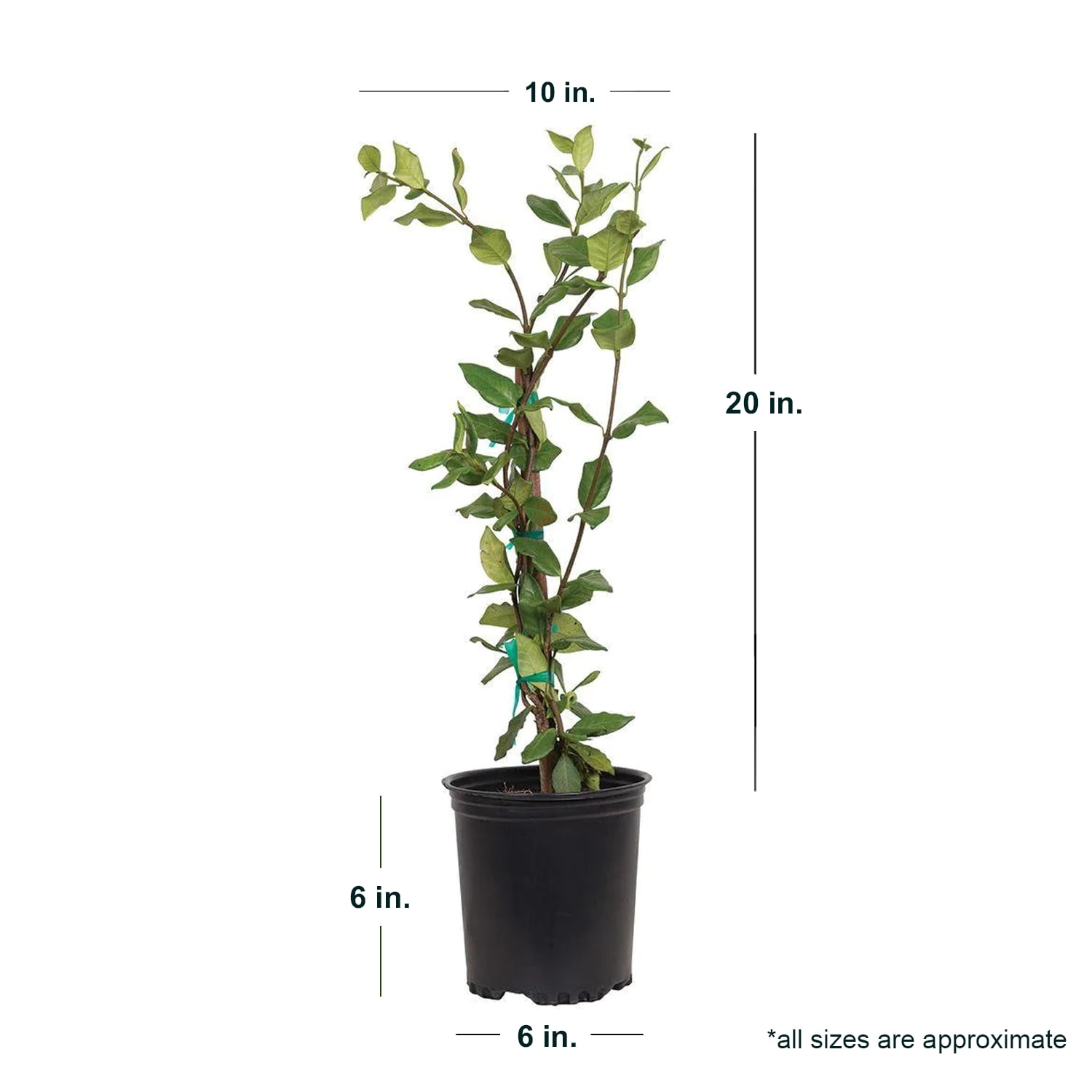Expert Gardener Star Jasmine 'Large Leaf' (2.5 Quart) Aromatic White Blooming Evergreen Vine - Full Sun Live Outdoor Plant