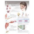 thumbnail image 1 of Publishing, S: Muscle Action Laminated Poster, 1 of 3