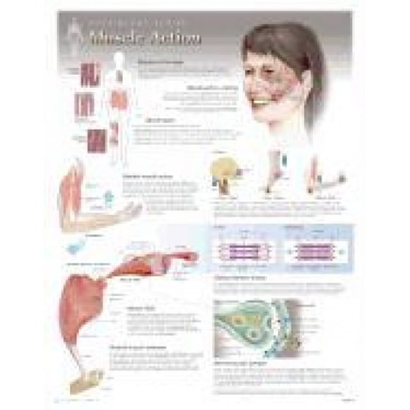 Publishing, S: Muscle Action Laminated Poster