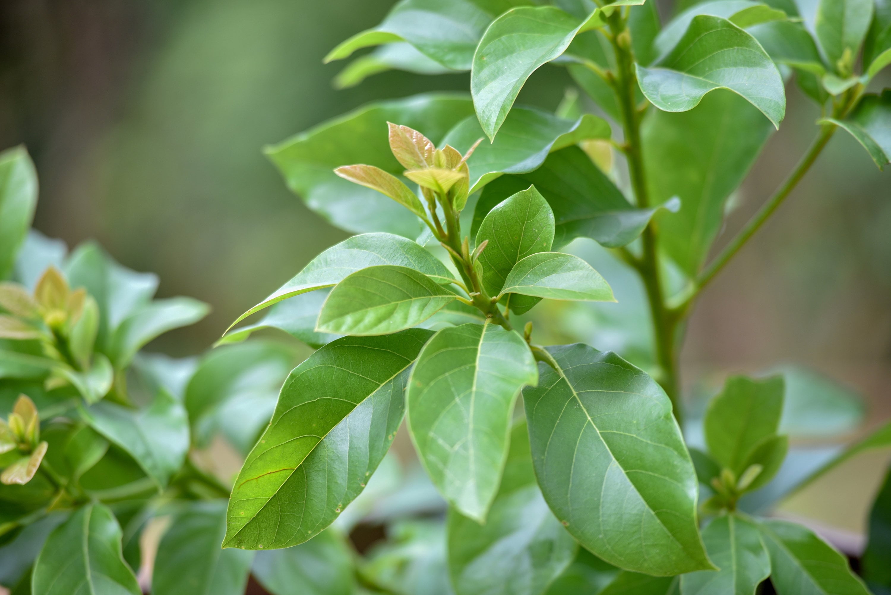 Dried Avocado Leaves, Hojas de Aguacate Seco, Avocado Leaves Tea: 2 oz