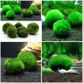 Stamens Marimo Moss Ball Shrimps Snails Playing Algae Growth Plant