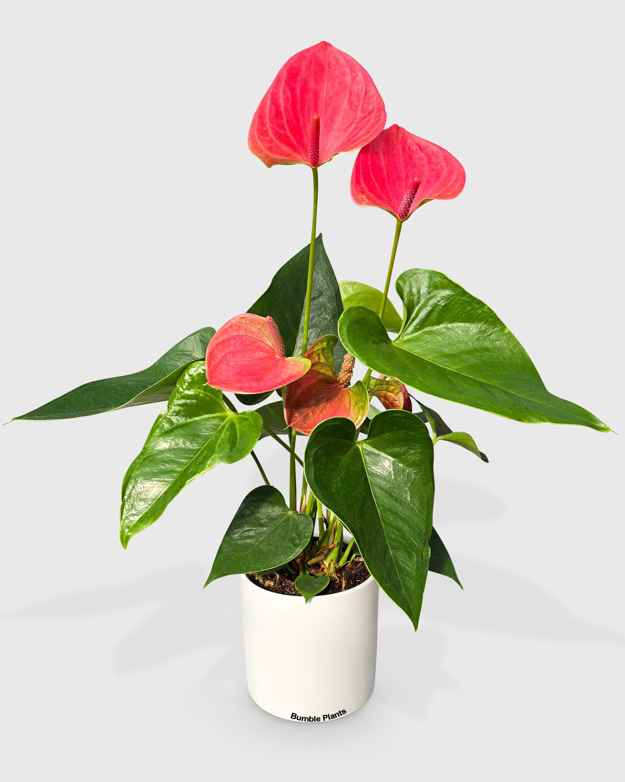 Anthurium Red - Live Air-Purifying Indoor Plant in Nursery Pot – Easy Care, Low Maintenance Houseplant for Home & Office Decor, Natural Air Cleaner, Best for Beginners (4"Pot, BlackCylinder)