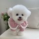 thumbnail image 4 of Suéter de punto para cachorros, gatos y mascotas, suéteres de primavera, abrigo de punto, perros pequeños, gatitos, gatos, ropa suave para perros, ropa para chihuahuas XXS, 4 of 5