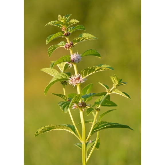 Wild Mint