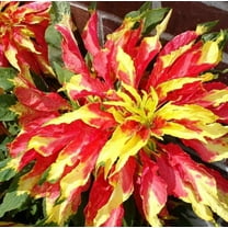 500 Amaranthus Perfecta Seeds for Planting - Amaranthus Tricolor - Ornamental Plant