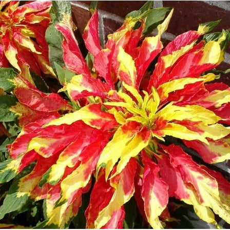 500 Amaranthus Perfecta Seeds for Planting - Amaranthus Tricolor - Ornamental Plant