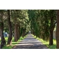 thumbnail image 2 of Wilson, Emily 14x11 Gold Ornate Wood Framed with Double Matting Museum Art Print Titled - Italy-Apulia-Metropolitan City of Bari-Locorotondo Tree-lined walkway, 2 of 4