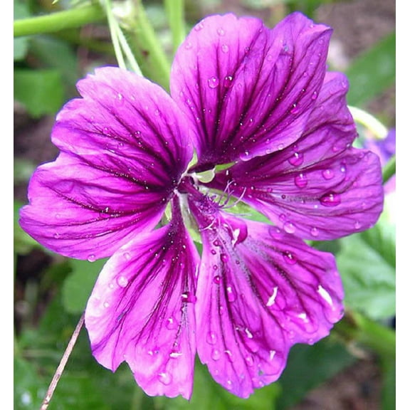 20 MAURITANIAN MALVA Mallow Malva sylvestris var. mauritania Flower Seeds