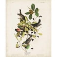 thumbnail image 3 of Audubon, John James 15x18 Black Modern Framed Museum Art Print Titled - Pl 133 Black Poll Warbler, 3 of 5