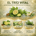 thumbnail image 5 of Shampoo Organic Bergamot + Conditioner (16.9 fl oz) with Aloe Vera & Rosemary | SHAMPOO ORGÁNICO BERGAMOTA con Sábila & Romero + Acondicionador - 500 ml - Biotina, 5 of 10
