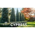 thumbnail image 2 of Carolina Sapphire  1 Extra Large 3 Gallon Trees  Cupressus arizonica 'Carolina Sapphire'  Fast-Growing Privacy Fence  Evergreen Landscape Screening Plants, 2 of 9
