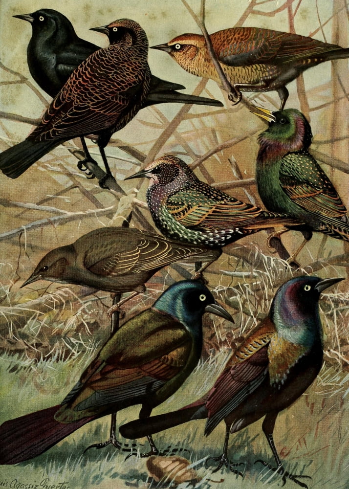 Birds Of Massachuse