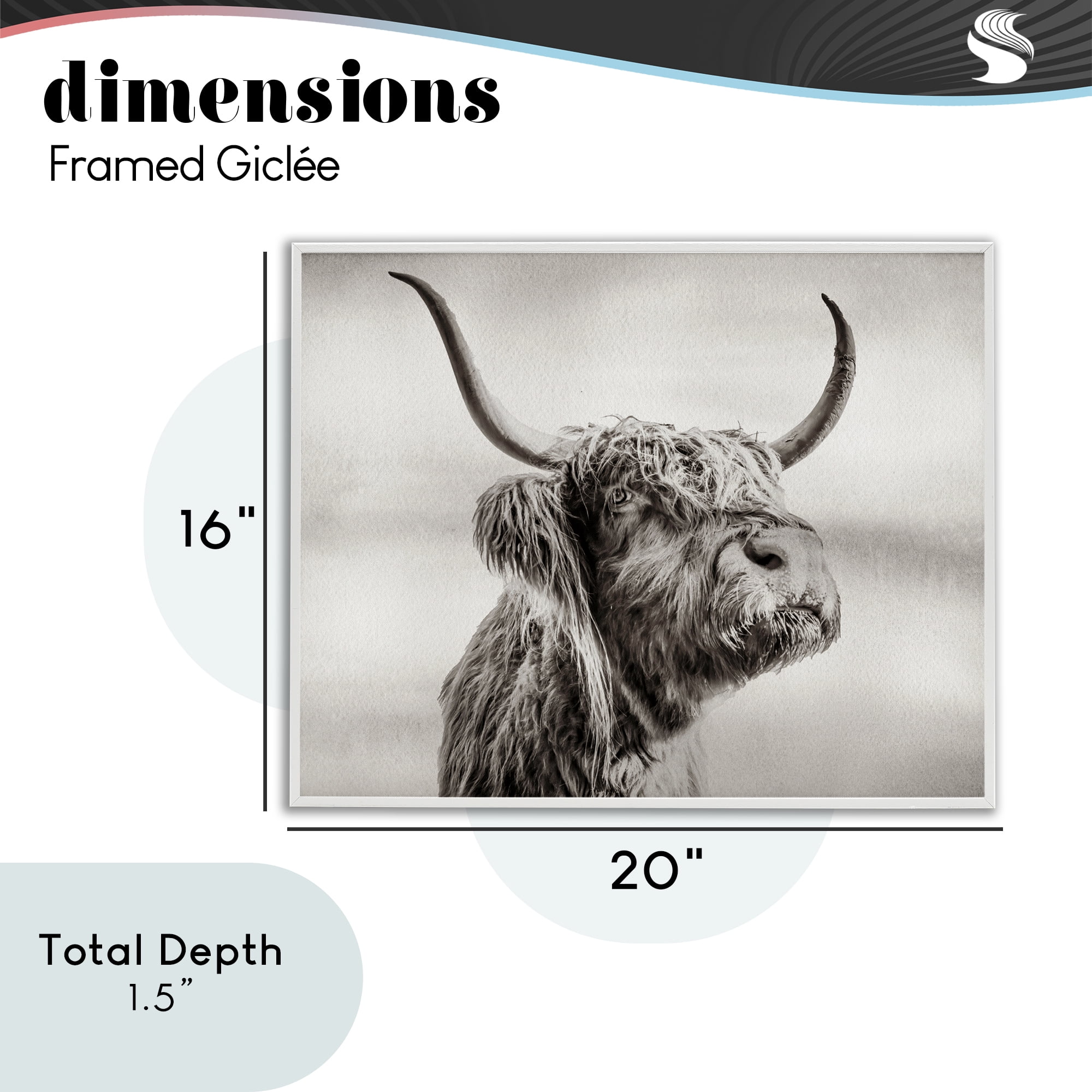 Stupell Industries Horned Highland Cow Gazing White Framed Giclee Art, design by Julia Frost