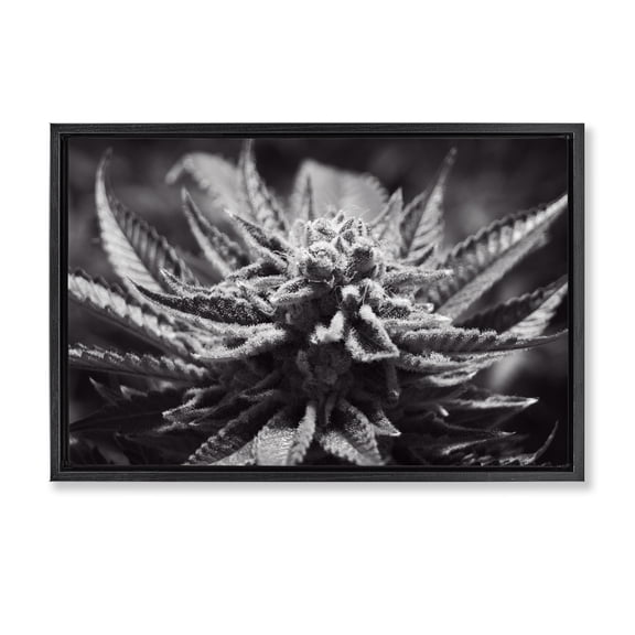 Stupell Industries Monochrome Cannabis Flower Plants & Flowers Painting Black Floater Framed Canvas Art Print Wall Art, 25 x 17