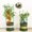 green, variant on Prettyui 2PCS Plant Support Stakes Multi-Functional Plant Cage Support Vine Grow Holder for Indoor Potted Plants and Outdoor Garden Flowers