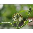 thumbnail image 2 of Bonin, Suzanne 18x15 White Modern Wood Framed Museum Art Print Titled - Flower Of An Hour Bud, 2 of 4