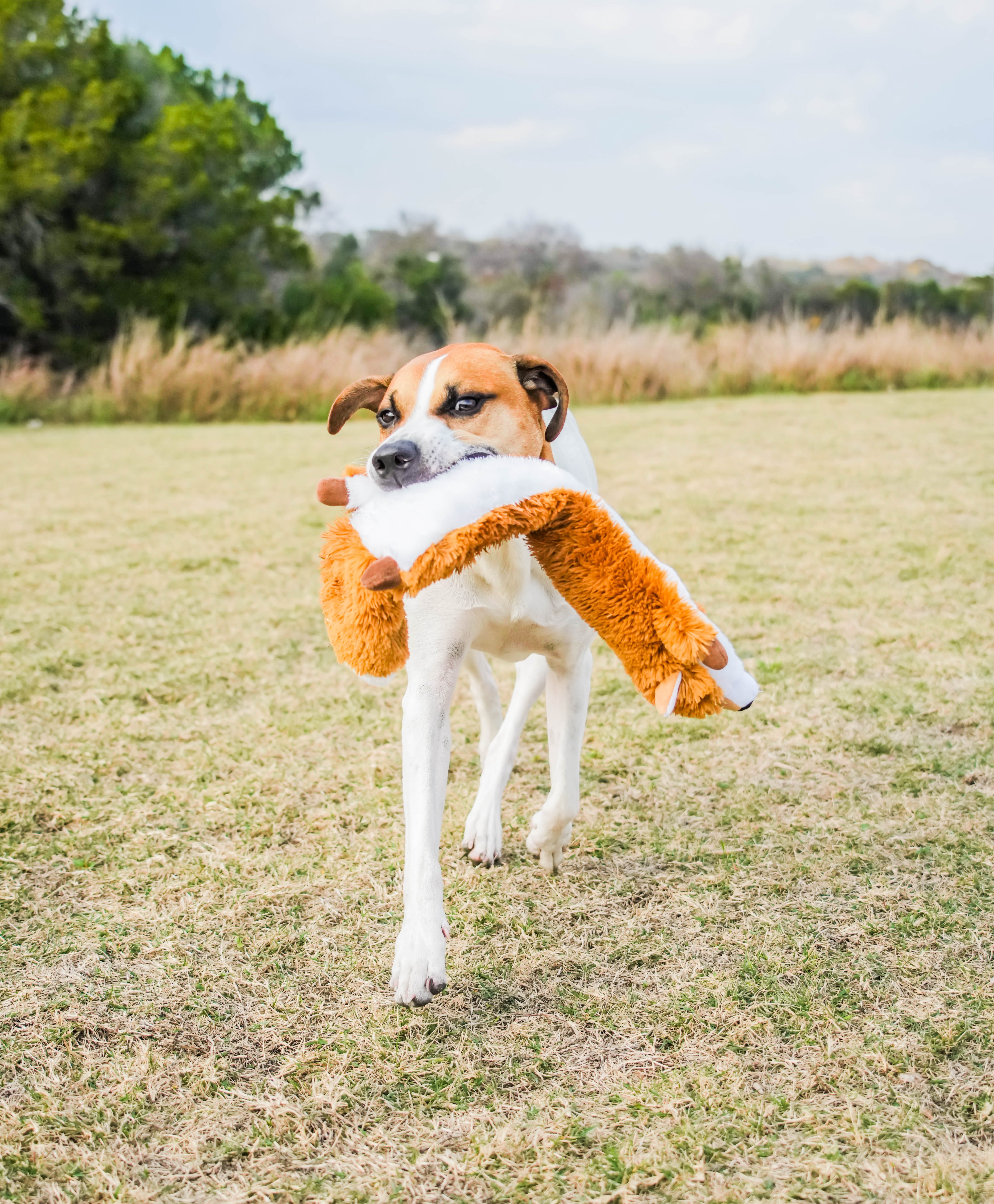 Vibrant Life Cozy Buddy Long Fox Plush Dog Toy, Character May Vary, Chew Level 1