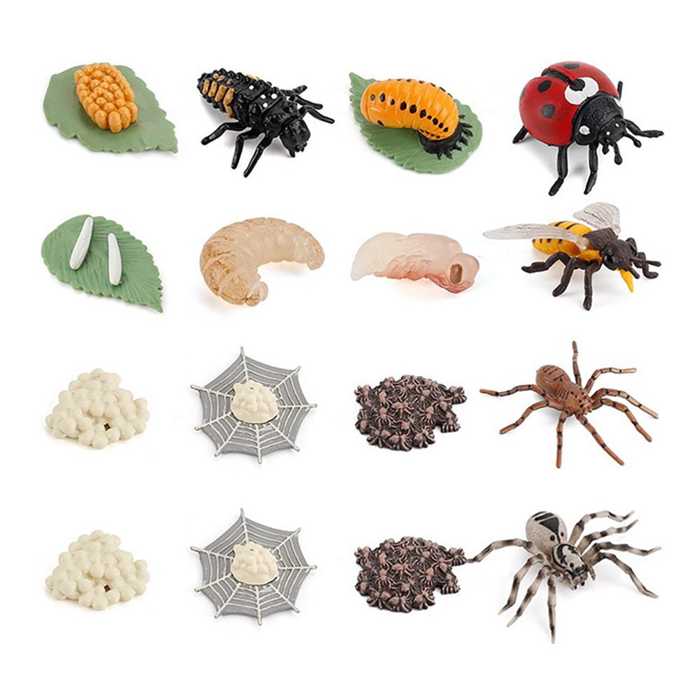 4PCS Simulation Animal Models Spider Growth Cycle Classroom
