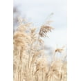 thumbnail image 2 of 1x Studio III 11x14 White Modern Wood Framed Museum Art Print Titled - Grass Reed And Sky_3, 2 of 4