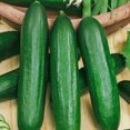 thumbnail image 2 of GSDWIUEW Emelya Cucumber Seeds – Self-Pollinating, Vegetable for Planting, 2 of 6