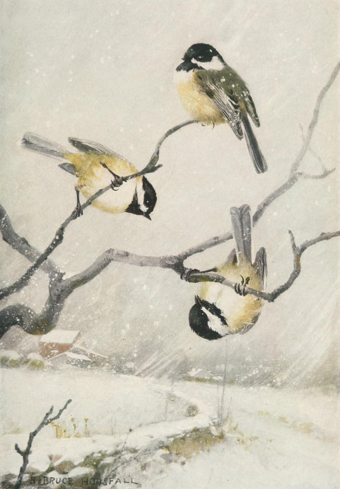 Bird-lore 1922 Chic