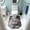 Gray, variant on Cat U Shaped Toilet Bath Mat, A Cat is Lying Toilet Rugs Contour Bath Rug, Washable Non-Slip Quick Dry Bathroom Floor Mat for Most Toilets, 19.7x23.6 Inch