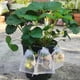thumbnail image 3 of Bewildely Cestas protectoras para raíces de plantas, bolsa de malla, malla protectora de punto de alambre, bolsas reutilizables para Jardín y Patio Blanco (20*30 cm), 3 of 6