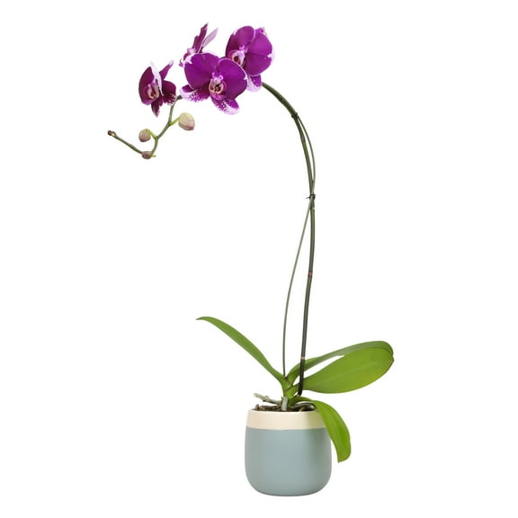 Element Large Purple Live Orchid Decor (Approx 22" Tall) in 5" Blue & White Planter