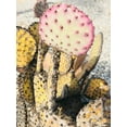 thumbnail image 2 of Orlov, Irena 25x32 White Modern Wood Framed Museum Art Print Titled - Pink Yellow Cactus II, 2 of 4