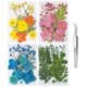 thumbnail image 4 of Flores prensadas secas para resina Coloridas flores secas reales Hojas a granel (2) Likrtyny Libre de BPA, 4 of 8
