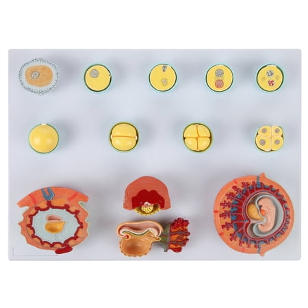 Axis Scientific Human Fertilization and Early Embryogeny Model - human anatomical model  medical vision scientific  anatomy model for doctor s office  anatomy classroom  or study aid. price history on PriceWatchPro