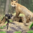 thumbnail image 3 of Tripod,With Removable Ball With 1/4 Inch Removable Ball Head Portable Camera Stand Inch Screw Camera Stand With Ball Head With Dsfen Deks H20 Table With 14 Inch H20 Table Portable, 3 of 6