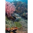 thumbnail image 2 of Shimlock, Jones 14x18 White Modern Wood Framed Museum Art Print Titled - Hawksbill turtle swimming over reef, Indonesia, 2 of 4