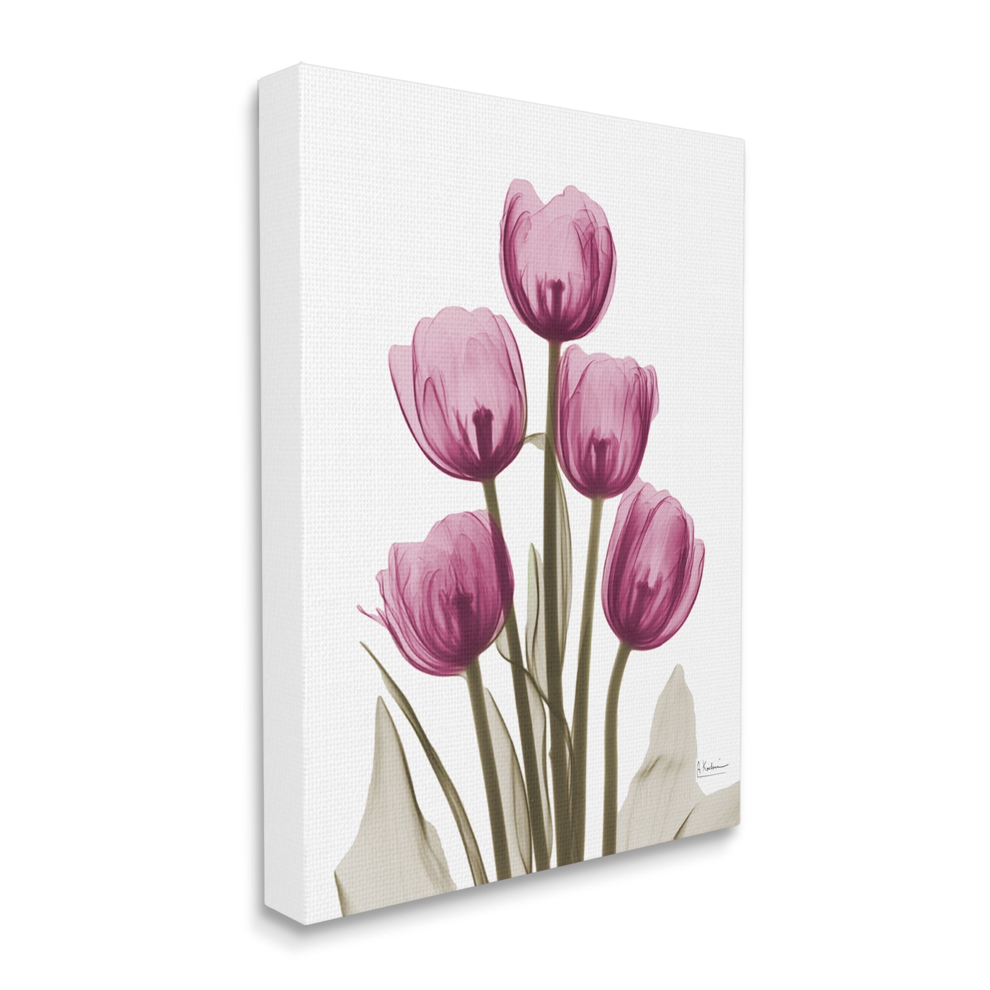 Stupell Industries Pink X-Ray Tulips Botanical & Floral Photography Gallery Wrapped Canvas Print Wall Art, 36 x 48