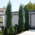 thumbnail image 2 of Brighter Blooms - Skyrocket Juniper Tree, 1-2 ft. - No Shipping To AK, AZ, CA, HI, 2 of 9