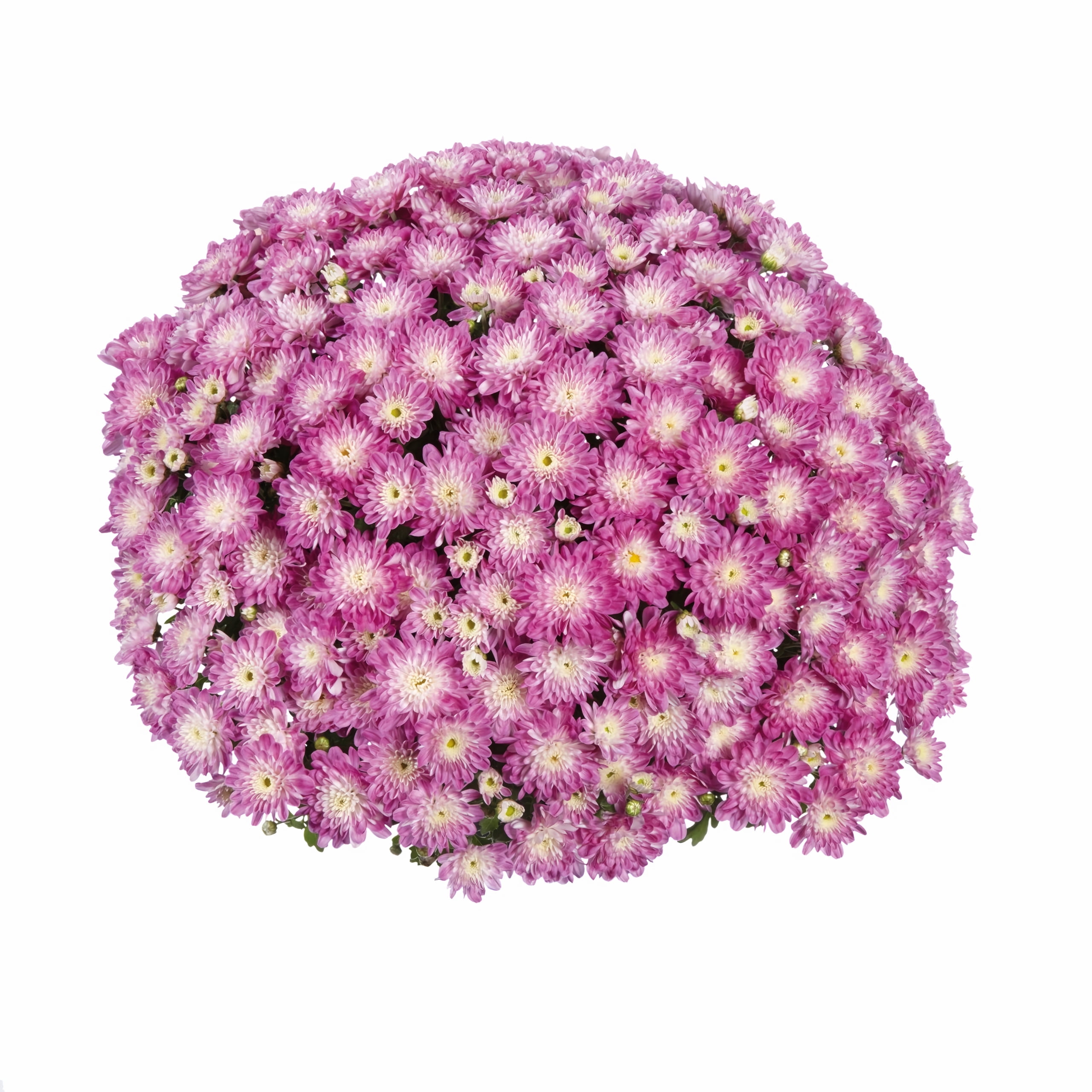 Better Homes & Gardens 1.5G Purple Mum Live Plant in Decorative Pot