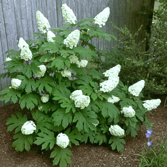 Oak Leaf Hydrangea Dormant Tree, Live Flowering Shrub 4–7 Inches Tall for Outdoor Growing