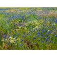 thumbnail image 2 of Gulin, Sylvia 14x12 Gold Ornate Wood Framed with Double Matting Museum Art Print Titled - USA-Washington State-Palouse and field of blue bachelor buttons flowering, 2 of 4