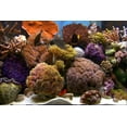 thumbnail image 2 of Living Marine Aquarium, Volume 2 (DVD, 2006, Widescreen) NEW, 2 of 7