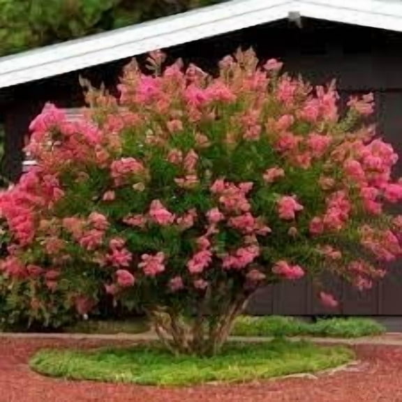 Crape Myrtle Hopi Rose Pink | 1 Extra Large 3 Gallon Plant | Soft Rose-Pink Blossoms, Live Plant, Ornamental Shrub for Tranquil Garden Settings